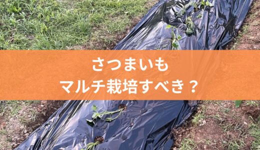 サツマイモ栽培にマルチは必要？メリットとデメリットについて解説